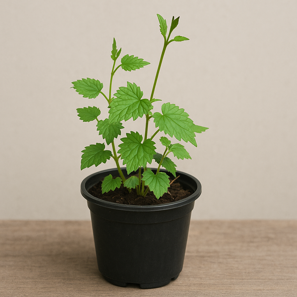 can you plant hops in a pot Hoppy | Cascade hop plant in pot